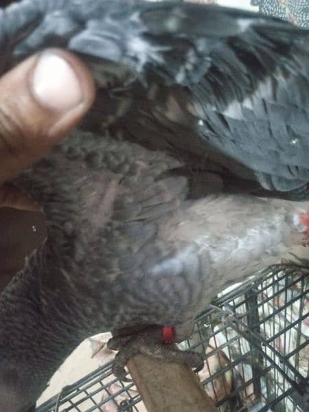 Grey parrot or Alexander patha urgent sell 6