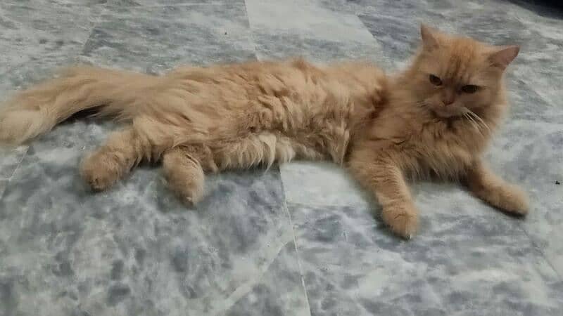 03064289603 Contact me Persian healthy  Breader brown  cat for sale 1