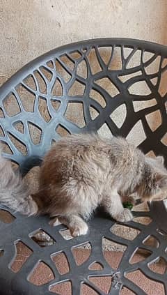 Adorable Grey American Cat for Sale - Loving Companion! 0