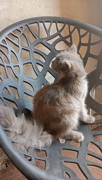 Adorable Grey American Cat for Sale - Loving Companion! 1