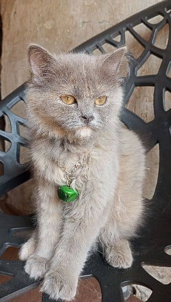 Adorable Grey American Cat for Sale - Loving Companion! 3