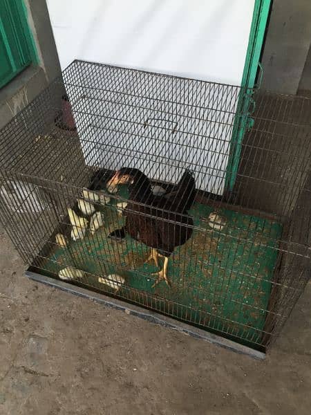 Aseel lakha chick's for sale 9