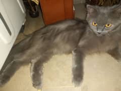 persian gray cat full loving cat ha