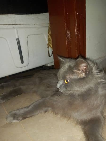 persian gray cat full loving cat ha 1