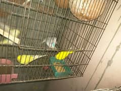 astarialn parrots