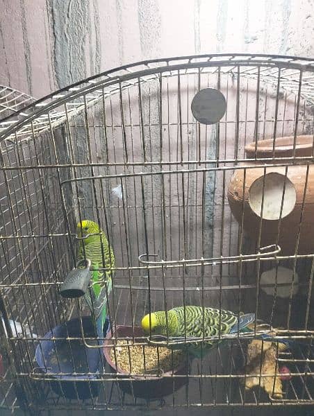astarialn parrots 3