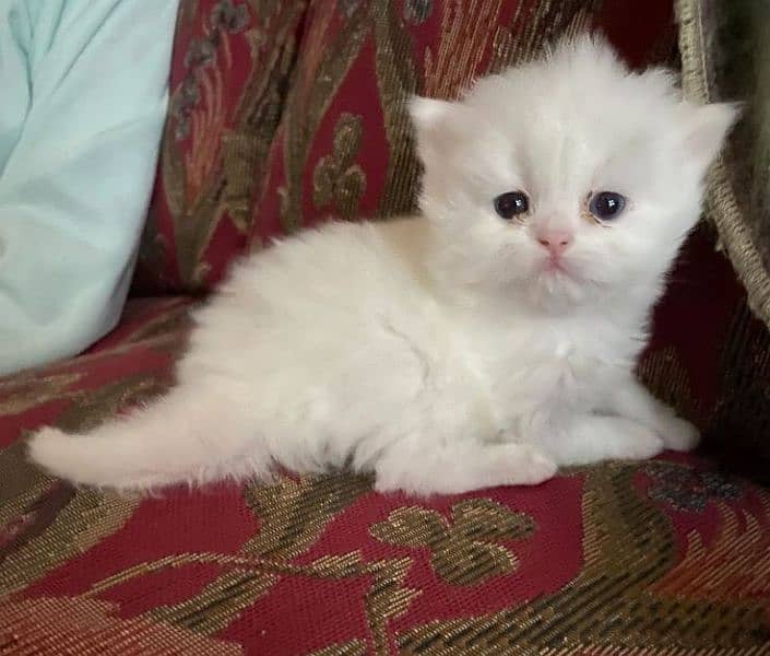 Triple Coat  Persian kittens 1