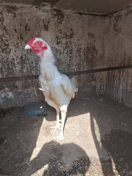 Heera aseel breeder pair or aik male 7