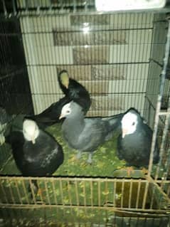 Black Mukhi Breeder Pair With Two Self chick's