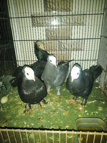 Black Mukhi Breeder Pair With Two Self chick's 1