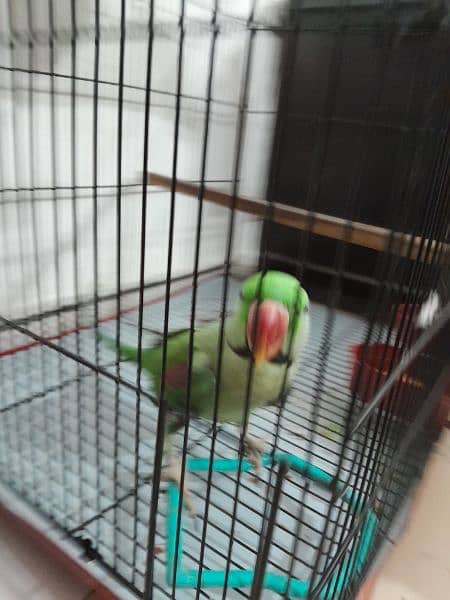 Male Parrot with cage 3