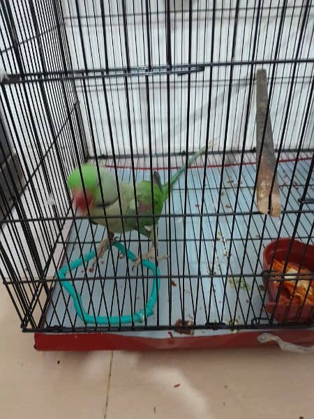 Male Parrot with cage 1