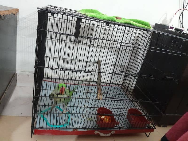 Male Parrot with cage 2