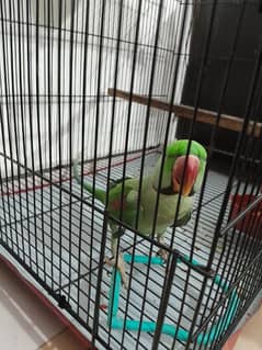 Male Parrot with cage