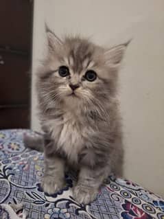 Grey White Persian Doll Face Male Kitten