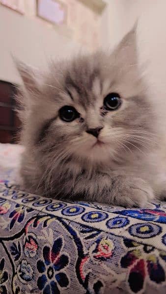 Grey White Persian Doll Face Male Kitten 1