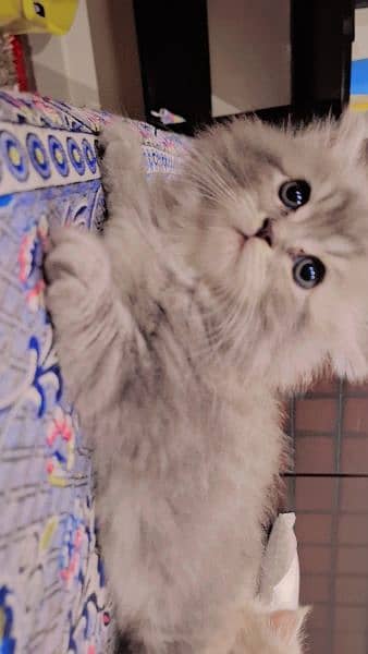 Grey White Persian Doll Face Male Kitten 3
