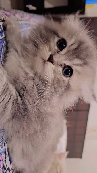 Grey White Persian Doll Face Male Kitten 5
