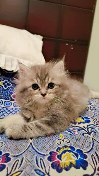 Grey White Persian Doll Face Male Kitten 6
