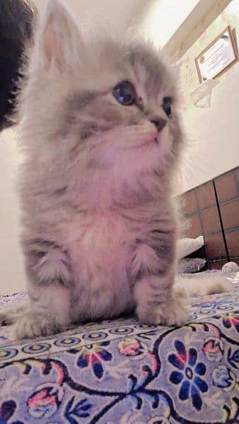 Grey White Persian Doll Face Male Kitten 7