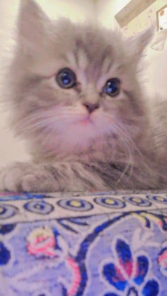 Grey White Persian Doll Face Male Kitten 8