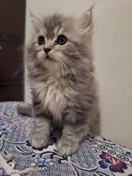 Grey White Persian Doll Face Male Kitten 9