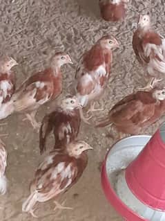 A Grade Pure Lohman brown Chick's Available.