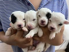 pure poodle terrier pups