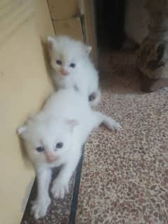 2 white Persian triple cotted blue eyes kittens