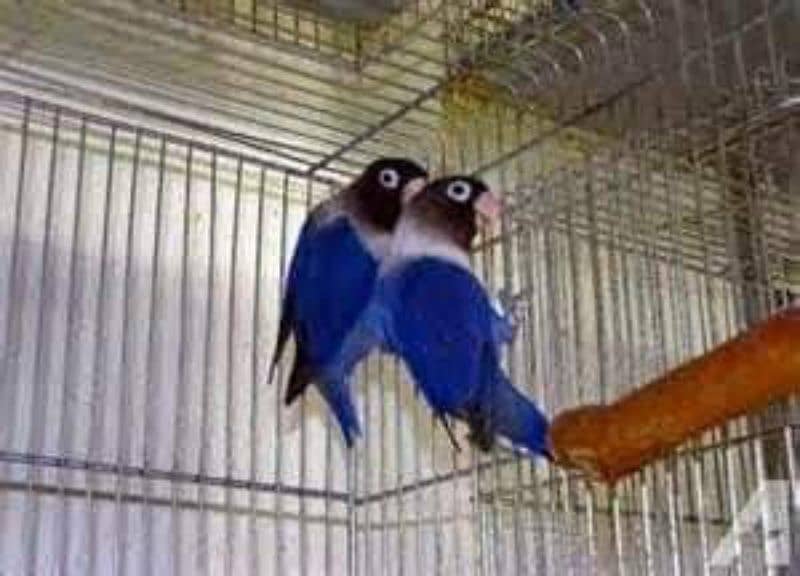lovebirds breaded pairs 1