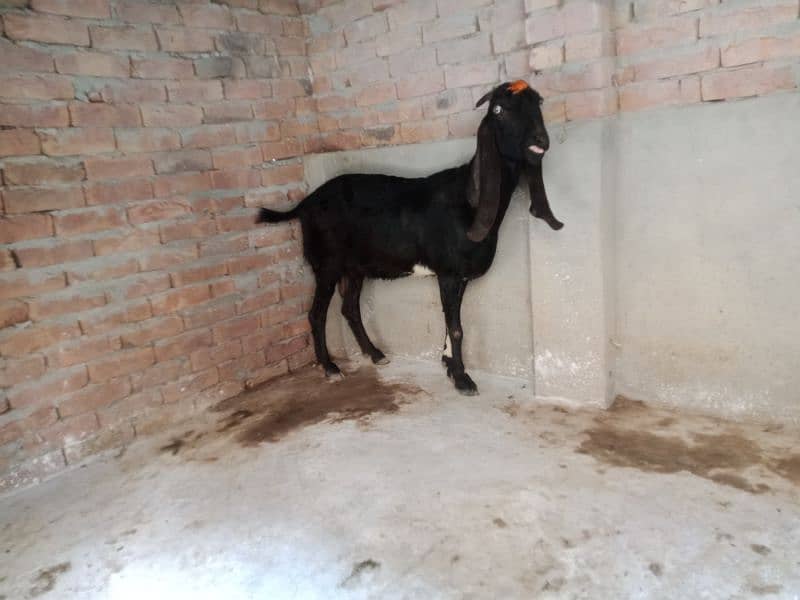 goat  for sale 3