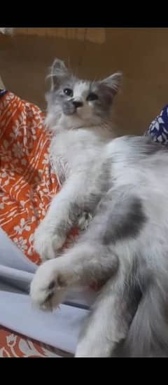 Persian Cat Kitten for Sale 0