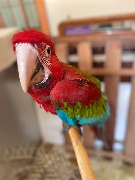 Green Wing Macaw 1
