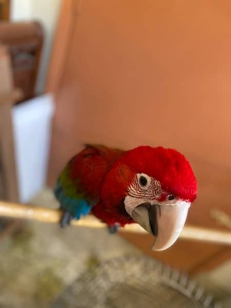Green Wing Macaw 4