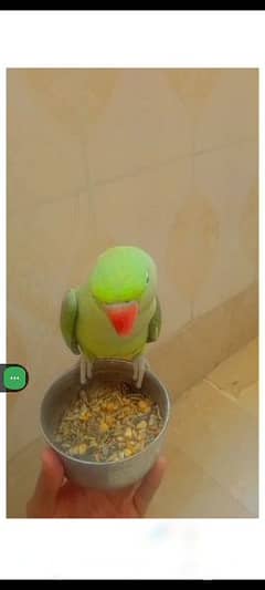 kashmiri parrot available toking pr ha hand tamed ha