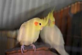 breeder cockatiel parrot pair