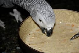 african grey parrot for sale 0322/7100/423