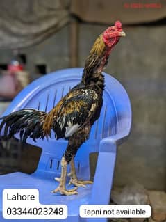 pure thai hens . . . . 0