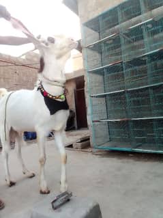 gulabi breeder goat