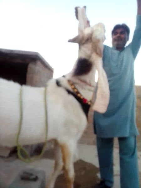 gulabi breeder goat 03333004915 3