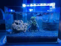Important nano tank full setup with fishes 0