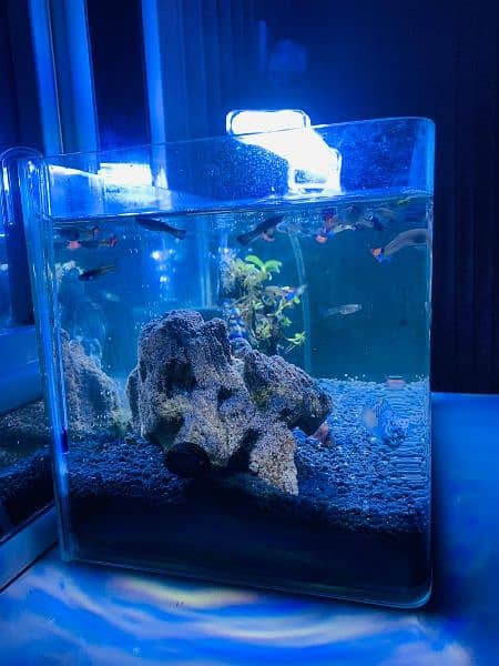 Important nano tank full setup with fishes 1