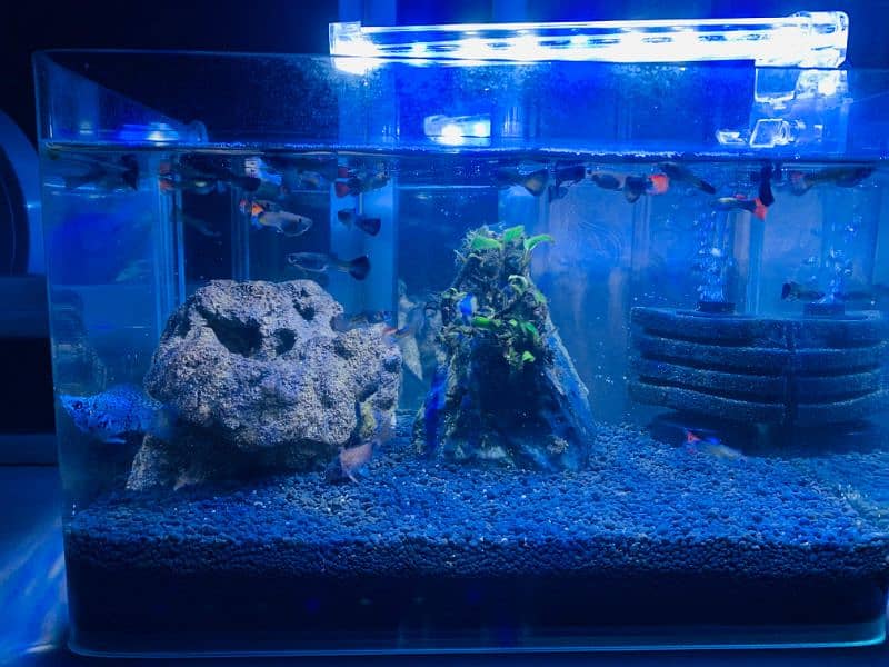 Important nano tank full setup with fishes 2