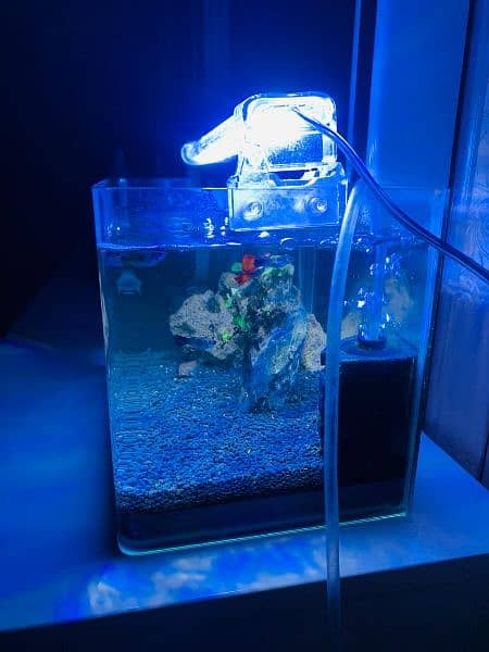 Important nano tank full setup with fishes 3