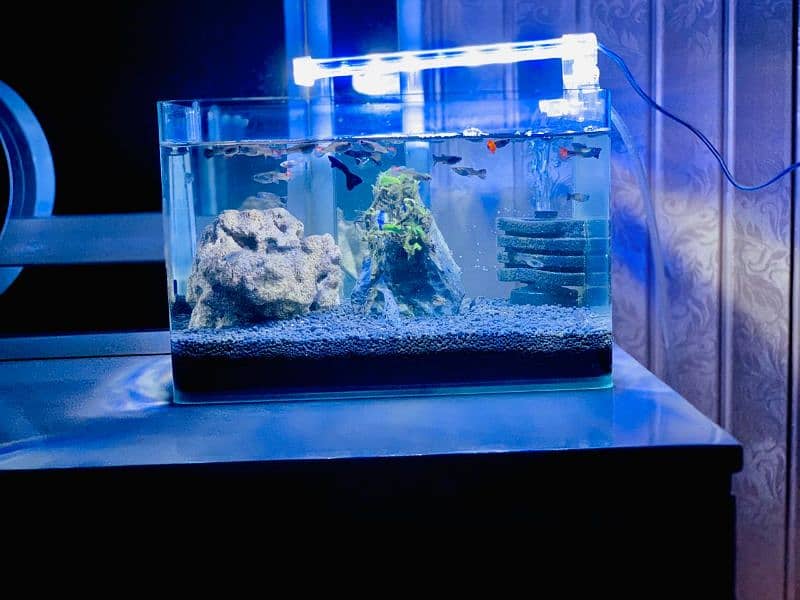 Important nano tank full setup with fishes 5