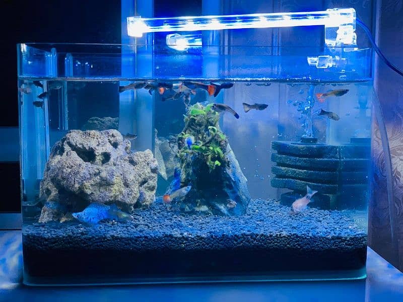 Important nano tank full setup with fishes 6