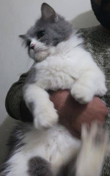 Persian Breeder Cat For Sale 1
