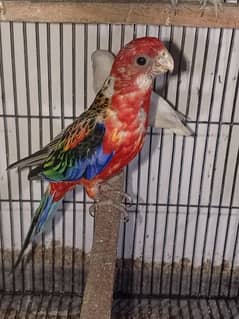 Female Rosella parrot 4 month age contact num (03214173117) Whatsapp