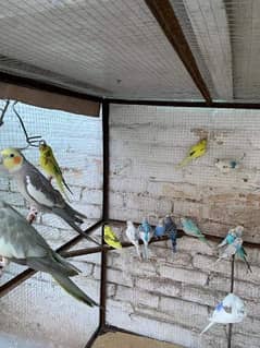 Australian budgies parrot 45 piece 
And 1 gray cocktail breeder pair