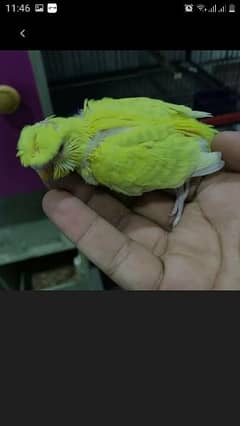 crusted budgies 2  ringneck male and use cages available . 03423442735 0